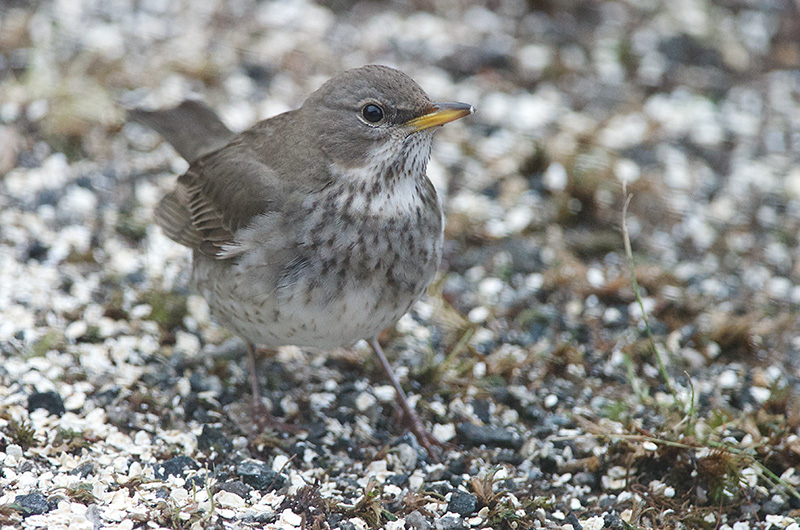 Svartstrupetrost - Black-throated Trush (Turdus atrogularis) 2cy female.jpg